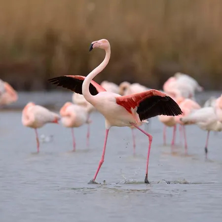 Port Nautile-5 By Interhome *